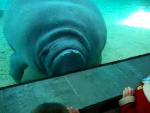 Youtube: Manatee Squash