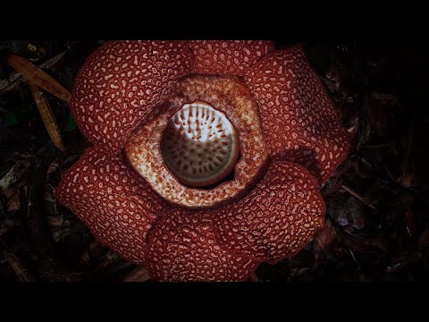 Youtube: Corpse Flower Stinks of Death I The Green Planet I BBC Earth