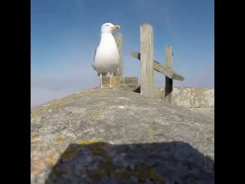 Youtube: Thug Life Seagull