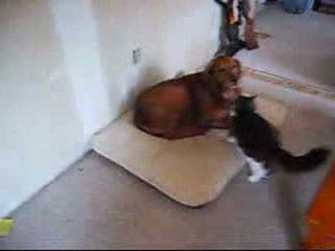Youtube: cat farts on dog