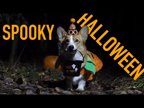 Youtube: HALLOWEEN ADVENTURE - Topi the Corgi