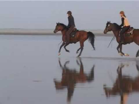 Youtube: Horses at Sonderstrand