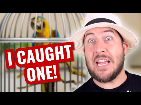 Youtube: Der erste Mann, der jemals einen Vogel besaß