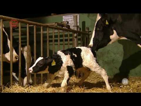 Youtube: Welt der Wunder - Milch macht krank