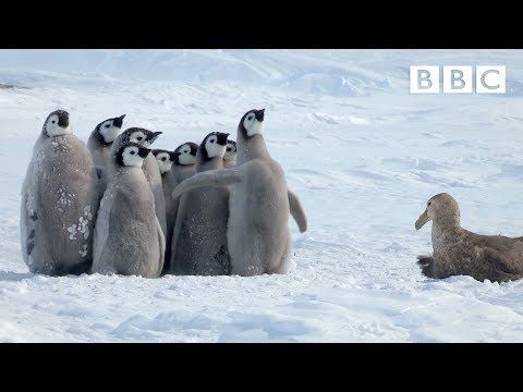 Youtube: Penguin chicks rescued by unlikely hero | Spy in the Snow - BBC