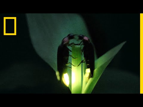 Youtube: Fireflies Put on a Spectacular Mating Dance | Short Film Showcase