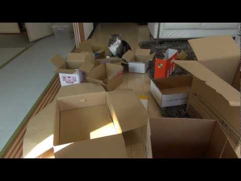 Youtube: 多過ぎる箱とねこ。-Too many boxes and Maru.-