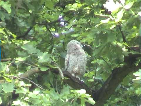 Youtube: Der Waldkauz im Ohlsdorfer Friedhof in Hamburg