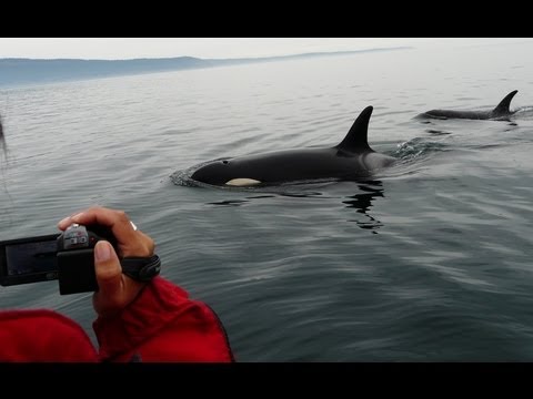 Youtube: Orca whale watching close encounters Vancouver Island