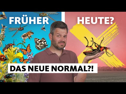 Youtube: Insektensterben: Wie schlimm ist es mittlerweile?