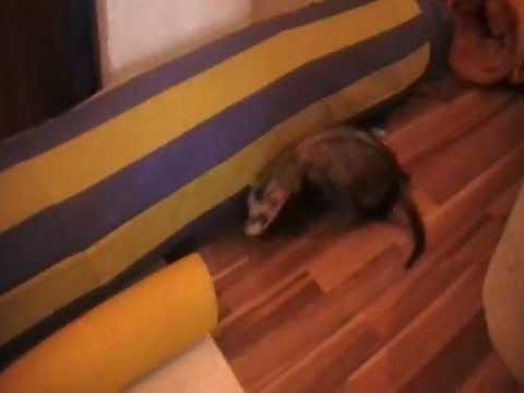 Youtube: Frettchen spielen in der Wohnung
