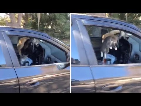 Youtube: Crazy Cats Run Around Inside Of Car