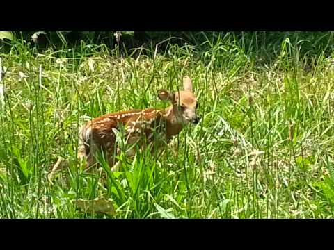 Youtube: Baby Fawn Deer Crying Looking For Its Mother