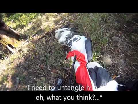 Youtube: (Uncensored English Version)Paragliding vs Eagle / Extreme Paraglider Bird Strike Accident