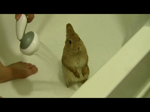 Youtube: Bunny shower