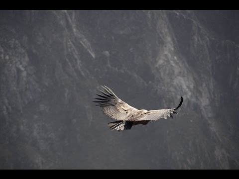 Youtube: Flight of the Condor