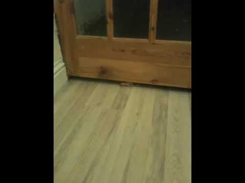 Youtube: Cat Fit Under Door
