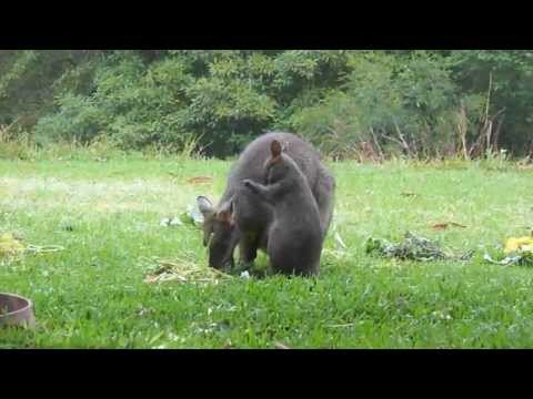 Youtube: Australian Wildlife: Swamp Wallabies