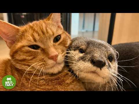 Youtube: Dieser Otter kann ohne seine Katze nicht schlafen... Dabei sollte diese Freundschaft niemals pass...