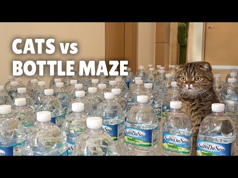 Youtube: Cats vs Bottle Maze | Kittisaurus