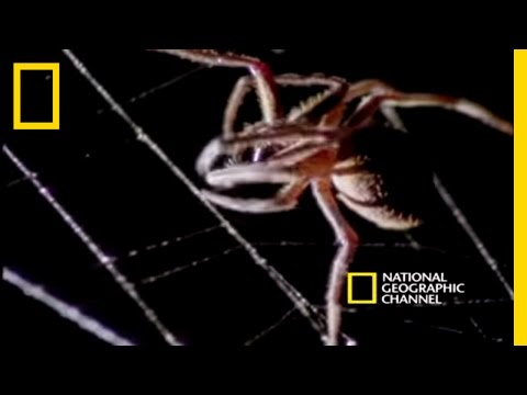 Youtube: Spider Kills Bat | National Geographic