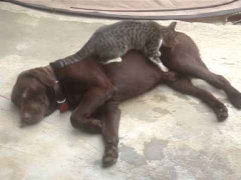 Youtube: Strange Cat Massage on Labrador Dog