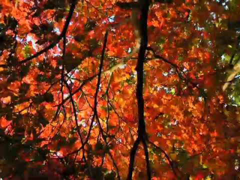 Youtube: Hans Eckhardt Wenzels Herbstlied - gesungen von Zupfgeigenhansel