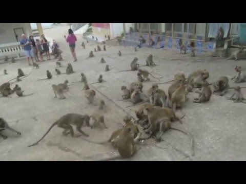 Youtube: Planet der Affen Hua Hin , Thailand