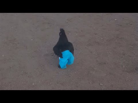 Youtube: Chicken Runs Around Wearing Blue Pants