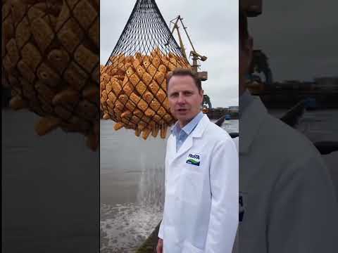 Youtube: @FrostaPL Reinheitsgebot #werbekevin #funny #ai #memes #vines