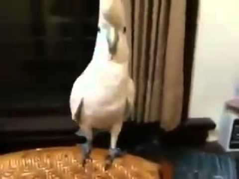 Youtube: Papagei singt und Tanzt