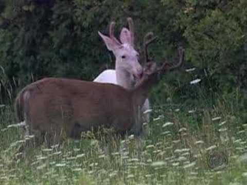 Youtube: Unicorn Spotted In New York?