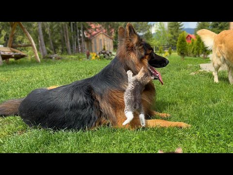 Youtube: Giant German Shepherd Gets Attacked By Fearless Kittens