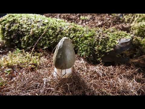 Youtube: Timelapse of a common stinkhorn fungus (Phallus impudicus) emerging from the ground, Mendips, UK