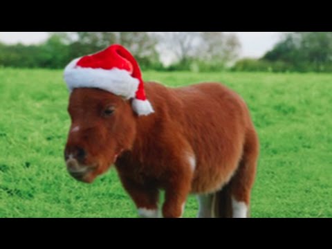Youtube: Amazon Prime 'Little Horse' Christmas edition - Little Donkey