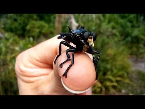 Youtube: Giant Blue Robber Fly (Blepharotes spendidissimus)