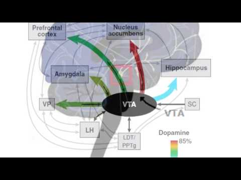 Youtube: What is dopamine?