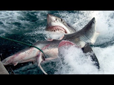 Youtube: GREAT WHITE SHARK BITES SHARK IN HALF