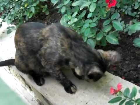 Youtube: Süße Katze klaut Essen vom Tisch-100.000 Klicks Spezial