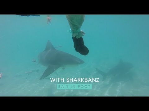 Youtube: Sharkbanz Tech in Action Series | Episode 3: Bernie and the Bull Sharks