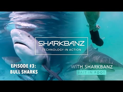 Youtube: Sharkbanz Tech in Action Series | Episode 3: Bernie and the Bull Sharks