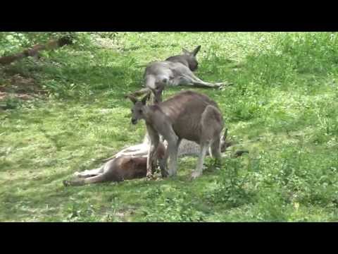 Youtube: Kängurus im Zoo Neuwied - Lustige Beuteltiere in HD
