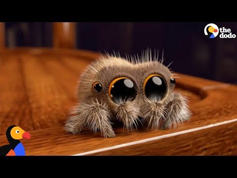 Youtube: Lucas The Spider Creator Explains How He Makes People Fall In Love With Spiders | The Dodo