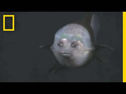 Youtube: Fish With Transparent Head Filmed | National Geographic