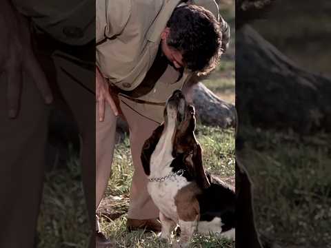 Youtube: COLUMBO - My dog could be a lethal weapon [S7E04] SHORT EDIT 4K
