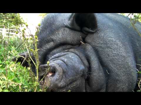 Youtube: Pause machen,Hängebauchschwein schnarcht, gesehn im Sababurg Tierpark