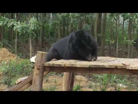 Youtube: Der nächste Moment der puren Freude in der Geschichte von Hai Chan