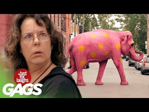 Youtube: Pink Elephant Prank