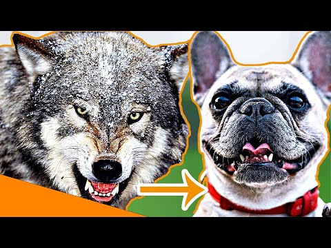 Youtube: DARUM sind Bulldoggen so nett!