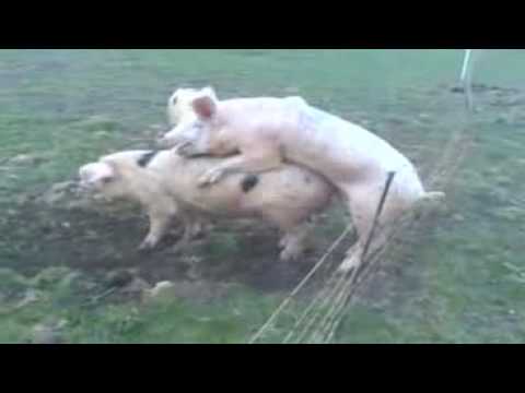 Youtube: elektro sex schwein lustig